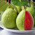 Guava seeds, suitable for potted plants, greenhouses and outdoor gardens, easy-to-cultivate fruit tree seeds.