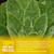 FreshDrinkUS, Premium 120 Mullein Leaf Tea Bags For Lung, 100% Natural & Pure from Mullein Leaves. Loose Leaf Mullein Herbal Tea. Made with Natural Material Tea Bags. No Sugar, No Caffeine, No Gluten, Vegan.