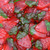 Smarty Stop Gummy Collections (Strawberries, 1 Pound (Pack of 1)) Smarty Stop Gummy Collections (Strawberries, 1 Pound (Pack of 1))
