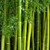 Giant Bamboo Seeds for Planting - 500+ Giant Green Bamboo Seeds Exotic and Fast Growing, Privacy Screen