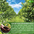 FreshDrinkUS, 60 Premium Soursop Graviola Fruit Tea Bags, 100% Natural and Pure from Soursop Fruits, Made With Natural Materials-Corn Fiber Tea Bag, Sugar/Caffeine/Gluten Free, Hoja Guanabana Tea
