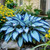 200+ Hosta Seeds Perennial Hosta Seeds for Planting Outdoor Garden Attract Pollinators Perennial Bonsai Decoration