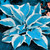 200+ Hosta Seeds Perennial Hosta Seeds for Planting Outdoor Garden Attract Pollinators Perennial Bonsai Decoration