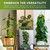 Auraville Moss Pole Monstera Plant Support | 48 Inch Plant Stakes for Indoor Plants | Coconut Palm Fiber Moss Poles for Climbing Plants | Handmade Plant Sticks Support Tall Monstera, Pothos & More