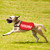 JXGZSO Adopted Dog Available for Adoption Dog Jacket Vest Adopt Dog Jacket Vest New Puppy Dog (Adoption L)