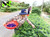 Butterfly Pea Flower Seeds, 100 Blue Butterfly Pea Vine Seeds (Clitoria Ternatea) by Mai's Family LLC