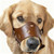 AiliStar Leather Pet Muzzle for Dog Soft PU Leather Dog Muzzles Prevent for Biting Barking Chewing Brown Small