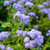 Eden Brothers Ageratum Seeds - Dondo Blue