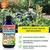 Gardenera Professional Jade Plant Superfood Spray Mist for Home Gardening | Micro-Fungi Enriched Fertilizer Mist for Healthy Leaves & Growth | 18 Essential Vitamins & Minerals for Jade Plant - 8oz Gardenera Professional Jade Plant Superfood Spray Mist for Home Gardening | Micro-Fungi Enriched Fertilizer Mist for Healthy Leaves & Growth | 18 Essential Vitamins & Minerals for Jade Plant - 8oz