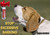 DogHorn XL (2 PK) - Air Horn for Dogs. Stop Aggressive Dogs! Scare Coyotes Bear & Wild Animals! Effective Training Tool & Outdoor Safety Alarm for Hiking Biking Camping Boating & More! (Pack of 2)