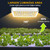 1000W LED Grow Light Sunlike, UV-IR Included Full Spectrum Plant Light, Grow Lights for Indoor Plants Seed Starting Seedlings Greenhouse Hydroponic Hanging Growing Lamps with Veg Bloom Switch