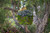 SuperMoss (21588) Sheet Moss Preserved, Natural, 5 Pounds (20-24 sq. ft.)