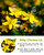 4 oz. St Johns Wort Herb Herbal Tea (Hypericum) - 113g Hierba De San Juan Herb Tea