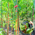 RUKHOOL Upgraded Plant Tying Machine Gun to Tie Up Vine Tomatoes and Grapes Quickly Garden Tape Tool for Gardeners Farmers with SK5 Blade Replacement Garden Tapes and Staples