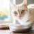 Stainless Steel Cat Bowls for Food & Water by Americat – Made in USA – Dishwasher Safe, Human Grade, Whisker Friendly Dishes (2 Bowls)