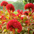 300+ Cockscomb Seeds for Planting Celosia Cockscomb Seeds Dwarf Flower Seed Non-GMO Seeds Exotic Flowers Garden Outdoor