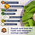 Vitalitown Moringa Capsules, Pure Moringa Oleifera Leaves, No Sticks, No Caffeine, Energy, Immune, 60 Capsules