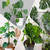 Doter Monstera Potting Soil 4qt - Premium Tropical Blend with Rapid Drainage for Growing and Repotting Monstera Deliciosa (Split-Leaf Philodendron) and Swiss Cheese Plants