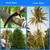 YTFLOT 2-32 Feet Pole Saws For Tree Trimming Manual Pole Saw Tree Trimmers Tree Pruner Extendable Tree Pole Saw Green