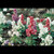 Escura Showa Camera Film Color Negative Film ISO400 30 Shoot 24+6EX Retro Drawing