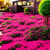 20000+ Red Creeping Thyme Seeds Ground Cover Plant Seeds Perennial- Non-GMO Heirloom Flower Creeping Thyme Seeds for Planting