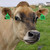 Ear Tag for Cattle 001-100 Animal Ear Tagger with Pliers Livestock Identify Kits for Cow(Green)