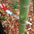 Gyokucho Blade, Folding Saw 250 Small Teeth (Japan Import)