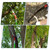 30 Ft Manual Pole Saw, Extendable Tree Pruner Blade and Scissors Set with 9 Fiberglass Handles, Long Branch Pruner Retractable for Backyard and Garden, Bush Cutting and Pruning of Palm Trees