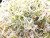 Salad Mix Sprouting Seeds for Sprouts and Microgreens. Non-GMO. Pack of 10 premeasured Seeds for 32oz Jars and 8 inch Trays. Our Proprietary Salad Mix Includes: Broccoli, Alfalfa, Radish, Mung Beans