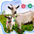 Foilswirl 12 Pack Goat Collars with Number Tag Adjustable Nylon Livestock Collar with No. 01-12 ID Number Tags Sheep Collars Set for Small Livestock Farm Animal Goat Sheep Cow(Regular)