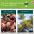 32oz Evergreen Fertilizer - Makes 32 Gallons of Evergreen Tree Fertilizer, Nutrient-Rich Tree Food for Lush, Resilient Foliage, Strong Branches, and Vibrant Greenery All Year Round