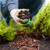 GARDENWISE Premium Brown Wood Mulch for Landscaping, Gardens, Lawns, Potting Media, and Potted Plants (0.5 CF - 14 L - 15 QTS)