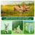 HIDALIFE Temporary Fence with Posts,3‘x50‘ Safety Barrier for Dog Snow Plastic Mesh Fencing with Fiberglass Stake Windbreak Rope,Movable Fencing Roll for Garden Backyard Outdoor Animal Protect