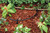 Rain Bird LNDDRIPKIT Drip Irrigation Landscape/Garden Watering Kit with Drippers, Micro-Bubblers, Micro-Sprays