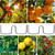 TorSor 20 Pack Plant Support Clips Heavy Duty Metal Wire Fruit Tree Branch Puller Peach Tree Limb Spreaders Plant Bender Support LST Plant Training Clips for Bend Interlock Stems Apple Pear Plum Trees