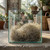 Royal Imports Preserved Natural Spanish Moss, Fresh Dried Shredded Loose Chunks, 8 Oz Bag