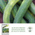 Armenian Dark Green Cucumber Seeds (Cucumis sativus) – 100+ Non-GMO Heirloom Seeds by Isla’s Garden Seeds, Crisp & Slender Cucumbers, Excellent for Fresh Eating & Slicing, Vigorous Vines, Gift Idea