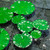 WhistenFla Floating Lily Pads for Ponds, 6Pcs Realistic Lily Pads Leaves Artificial Floating Foam Lotus Leaves Plastic Foam Water Lily Pads Foliage Pond Decor for Pond Pool Koi Fish Patio Aquarium