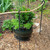 48 Inch Rebar Stakes 1/2" Diameter 6 Pack Steel Ground Anchors with Loop