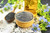 Black Cumin Seed Powder Ground 2 lbs. Jar - Nigella Sativa - Kalonji 100% Pure Natural Herb Spice.