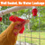 10Pcs Chicken Water Nipples, Chicken Nipple+Tee Waterer Kit, Automatic Poulrty Drinking, Quail, Duck, Geese, Turkeys