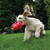KONG - Bounzer - Large