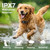 PATPET Wireless GPS Dog Fence, 9999 Yard Radius Electric Fence System, 3 Training Modes, IP67 Waterproof Collar for Medium & Large Dogs