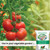 GreenView Multi-Purpose Fertilizer NPK 10-10-10, 33 lb. Covers 3300 sq. ft.