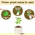 Oak Tree Fertilizer – Liquid Plant Food for Healthy Tree Growth, 8 oz