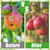 Vincreem 1 Pcs Large Fruit Tree Netting 20 X 16.4 Ft with Zipper Drawstring