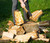 Chopper Wooden Axe - # 1 Splitting Maul Powerful Log Action Spring Activated Levers Separate Wood 6.25# Cast Iron Head 32'' Hickory Handle Camping, Stoves & Firewood, Brown Steel Chopper Wooden Axe - # 1 Splitting Maul Powerful Log Action Spring Activated Levers Separate Wood 6.25# Cast Iron Head 32'' Hickory Handle Camping, Stoves & Firewood, Brown Steel