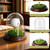 DarSeity Golf Ball Display Case with LED Lighting, Hole-in-One Golf Clear Glass Souvenir Stand with Wooden Base, Golf Ball Holder for Souvenirs & Collectibles (for 1 Golf Ball)