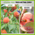 10 X 14FT Large Fruit Tree Netting for Protecting Fruit from Squirrels Birds Bug Pests, Tree Net for Fruit Trees with Zipper and Drawstring Bird Netting Covers for Blueberry Cherry Peach Apple Bushes