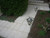 Consandtrate Polymeric Sand for Concrete Paver Joints up to 2" (White, 40 Lbs)